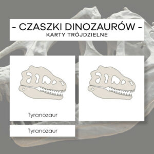 Czaszki dinozaurów - karty trójdzielne 11 szt.