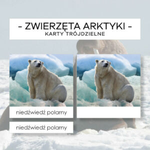 Zwierzęta Arktyki - karty trójdzielne 15 szt.