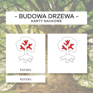Budowa drzewa - karty naukowe 5 szt.