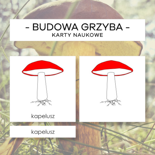 Budowa grzyba z rurkami - karty naukowe 6 szt.