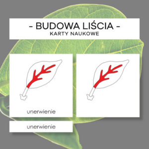 Budowa liścia - karty naukowe 6 szt.