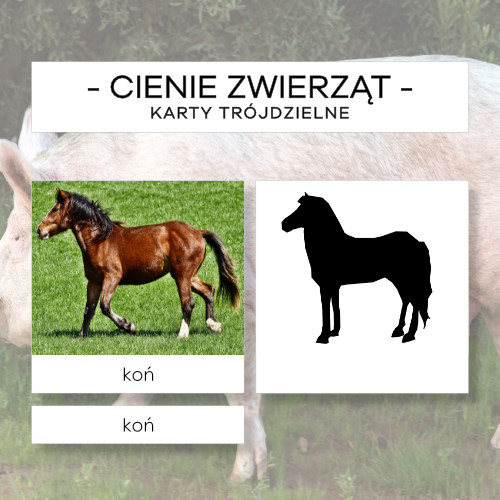Cienie zwierząt cz. 1 - karty trójdzielne 10 szt.