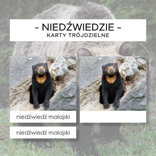 Niedźwiedzie - karty trójdzielne 9 szt.