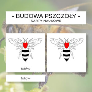 Budowa pszczoły - karty naukowe 10 szt.