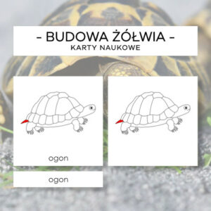 Budowa żółwia - karty naukowe 12 szt.