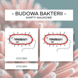 Budowa bakterii - karty naukowe 11 szt.