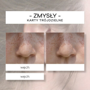 Zmysły - karty trójdzielne 5 szt.