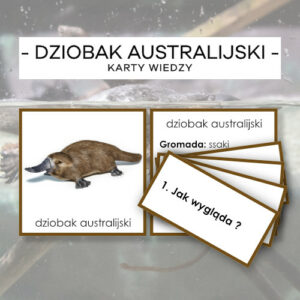 Dziobak australijski - karty wiedzy