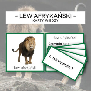 Lew afrykański - karty wiedzy
