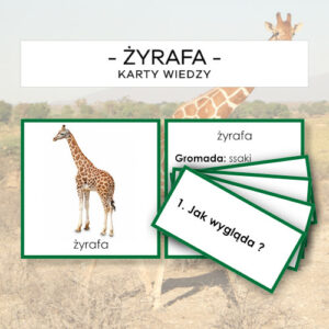 Żyrafa - karty wiedzy