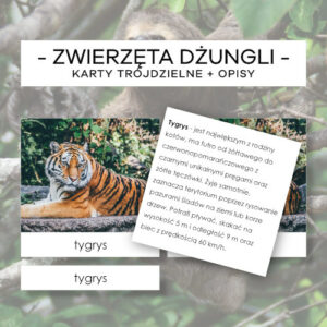 Zwierzęta dżungli - karty trójdzielne 5 szt. + opisy