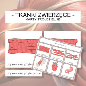 Tkanki zwierzęce - karty trójdzielne 14 szt. + plansze