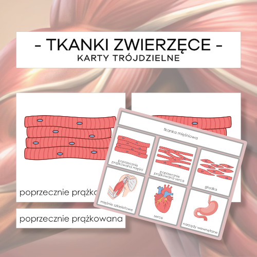 Tkanki zwierzęce - karty trójdzielne 14 szt. + plansze