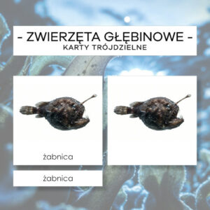 Zwierzęta głębinowe - karty trójdzielne 7 szt.