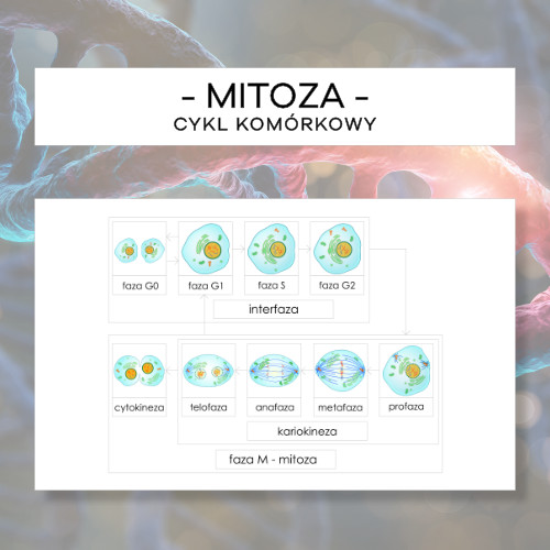 Różnice Między Mitozą A Mejozą Mitoza - cykl komórkowy - Materiały Montessori, karty trójdzielne