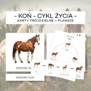 Cykl życia konia - karty trójdzielne 4 szt. + plansze 2 szt.