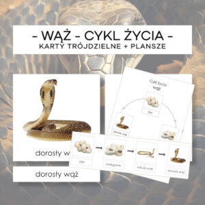 Cykl życia węż - karty trójdzielne 4 szt. + plansze 2 szt.