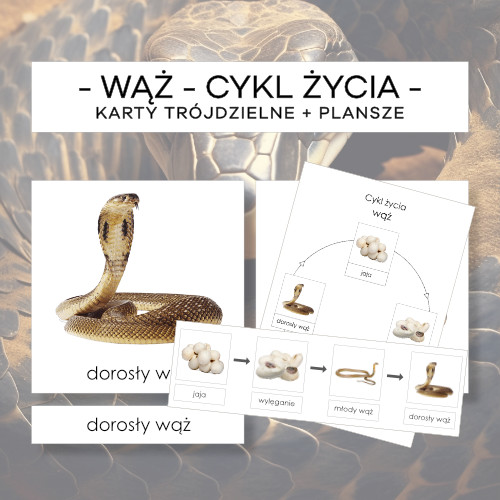 Cykl życia węża - karty trójdzielne 4 szt. + plansze 2 szt.