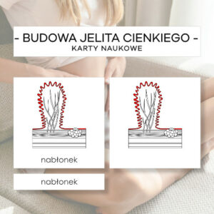 Budowa jelita cienkiego - karty naukowe 16 szt.