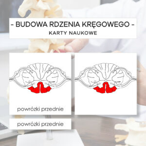 Budowa rdzenia kręgowego - karty naukowe 14 szt.