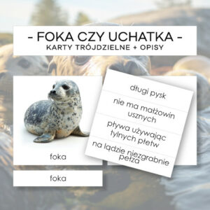 Foka czy uchatka - karty trójdzielne 2 szt. + opisy