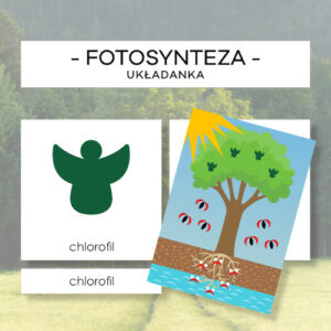 Fotosynteza- układanka + karty trójdzielne