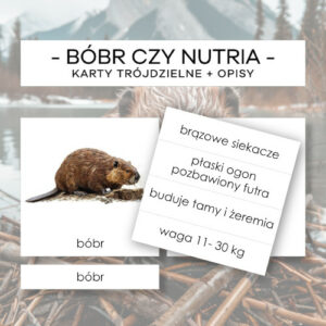 Bóbr czy nutria - karty trójdzielne 2 szt. + opisy