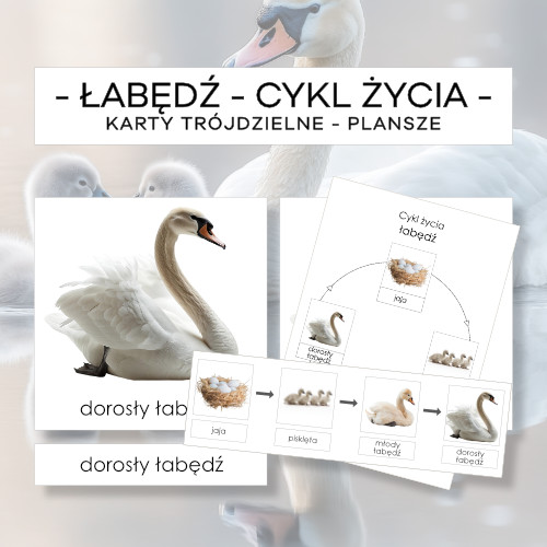 Cykl życia łabędzia - karty trójdzielne 4 szt. + plansze 2 szt.