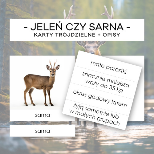 Jeleń czy sarna - karty trójdzielne 2 szt. + opisy