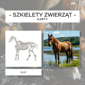 Szkielety zwierząt - karty 24 szt.