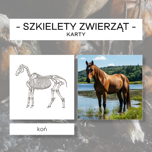 Szkielety zwierząt - karty 24 szt.