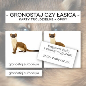 Gronostaj czy łasica - karty trójdzielne 6 szt. + opisy
