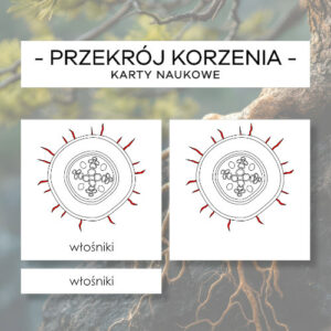 Przekrój korzenia - karty naukowe 10 szt.