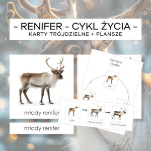 Cykl życia renifera- karty trójdzielne 3 szt. + plansze 2 szt.