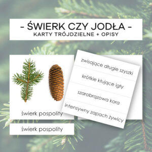 Świerk czy jodła - karty trójdzielne 3 szt. + opisy