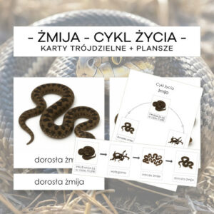 Cykl życia żmiji - karty trójdzielne 4 szt. + plansze 2 szt.