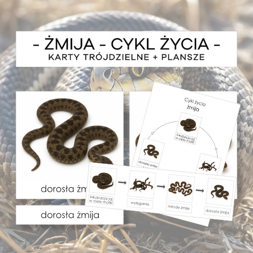 Cykl życia żmiji - karty trójdzielne 4 szt. + plansze 2 szt.