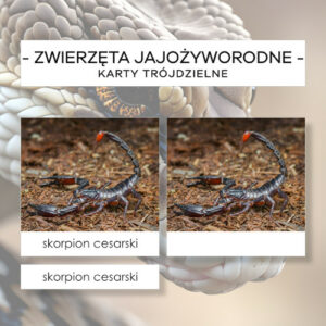 Zwierzęta jajożyworodne - karty trójdzielne 12 szt.