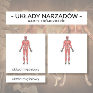 Układy narządów - karty trójdzielne 9 szt.