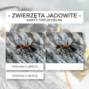 Zwierzęta jadowite Polski - karty trójdzielne 10 szt.