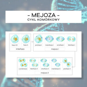 Mejoza - cykl komórkowy