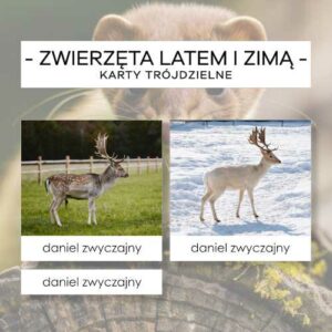 Zwierzęta latem i zimą - karty trójdzielne 18 szt.