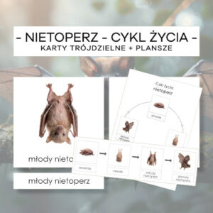 Cykl życia nietoperza - karty trójdzielne 4 szt. + plansze 2 szt.