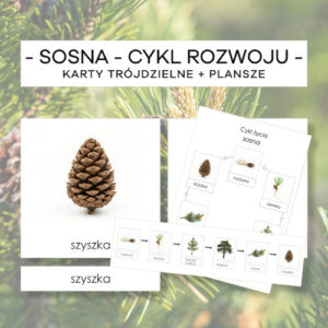 Sosna – cykl rozwoju – karty trójdzielne 6 szt. + plansze 2 szt.