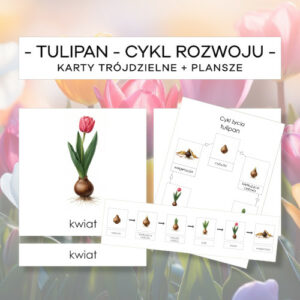 Tulipan – cykl rozwoju – karty trójdzielne 6 szt. + plansze 2 szt.