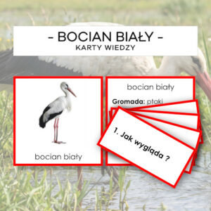 Bocian biały - karty wiedzy
