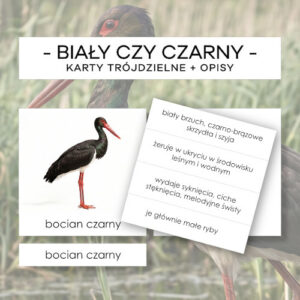 Bocian biały czy czarny - karty trójdzielne 2 szt. + opisy