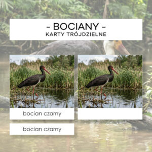 Bociany - karty trójdzielne 12 szt.