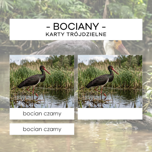 Bociany - karty trójdzielne 12 szt.
