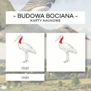 Budowa bociana - karty naukowe 11 szt.